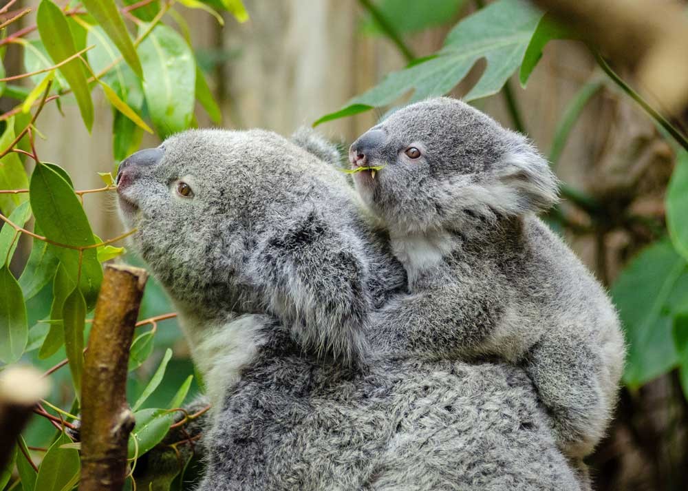 fotografía de un bebé koala subido a otro